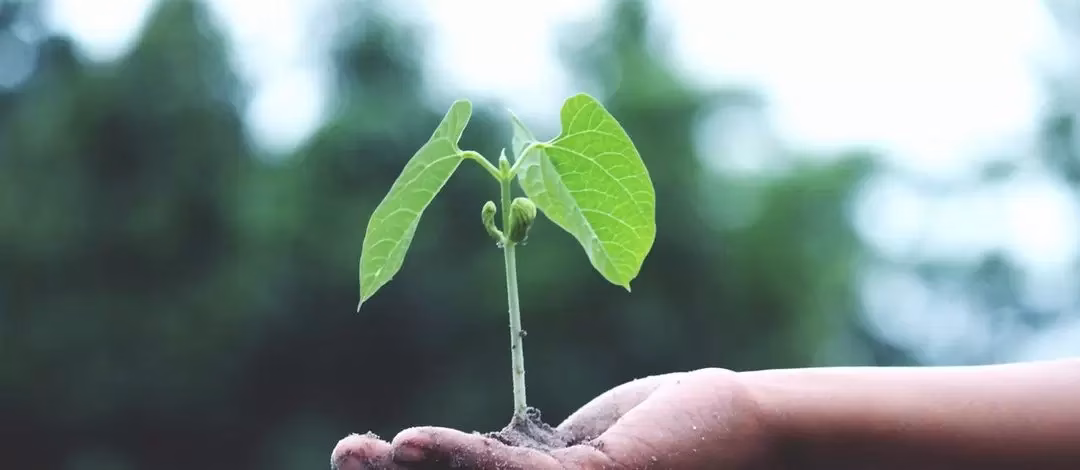 capital actions financement fiscaliste